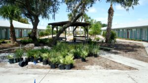 Landscaping in process - heavily weighted towards Florida native and Florida-friendly plants.  